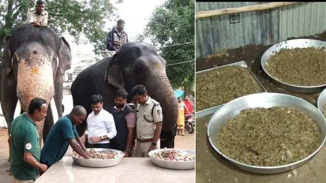 Mysuru Dasara Prepares for Grand Jumboo Savari with Elephant Brigade in Spotlight..!