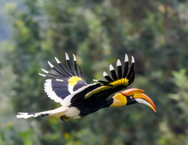 Hornbills: Stunningly Attractive Birds with a Fascinating Lifestyle..!