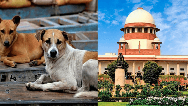 Supreme Court to Decide Fate of Delhi-NCR Stray Dogs Amid Public Safety Debate..!