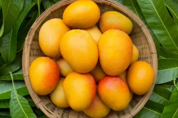 ರಾಜ್ಯದ ಮಾವು ಬೆಳೆಗಾರರಿಗೆ  ಗುಡ್ ನ್ಯೂಸ್.. !