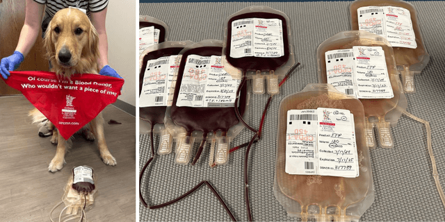 Pet Blood Bank Network: Union Government's New 2025 Scheme   