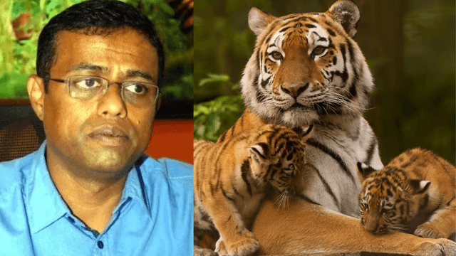 ಐದು ಹುಲಿಗಳ ಅಸಹಜ ಸಾವು: ಮಲೆ ಮಹದೇಶ್ವರ ವನ್ಯಜೀವಿಧಾಮದ ಉಪ ಅರಣ್ಯ ಸಂರಕ್ಷಣಾಧಿಕಾರಿ ಚಕ್ರಪಾಣಿ ಅಮಾನತು