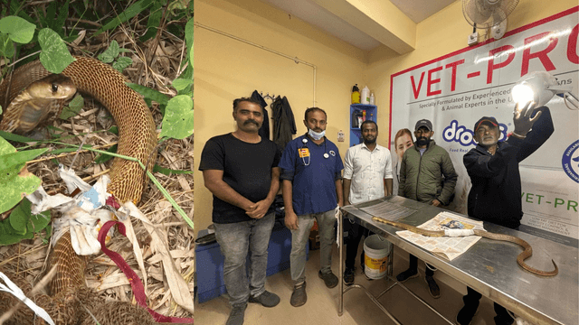 ಹೆಸರುಘಟ್ಟದಲ್ಲಿ ನಾಗರಹಾವು ರಕ್ಷಣೆ: ಗಾಯಗೊಂಡ ಹಾವಿಗೆ ಯಶಸ್ವಿ ಶಸ್ತ್ರಚಿಕಿತ್ಸೆ