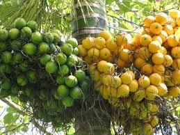 ಅಡಿಕೆ ಬೆಳೆಗೆ ಹವಾಮಾನ ಆಧಾರಿತ ವಿಮೆ ಯೋಜನೆ.. !
