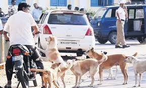 ನಗರದಲ್ಲಿ ಹೆಚ್ಚಾಯಿತು ಬೀದಿ ನಾಯಿ ಕಡಿತ ಪ್ರಕರಣ - ಎಚ್ಚರ..ಕಟ್ಟೆಚ್ಚರ..