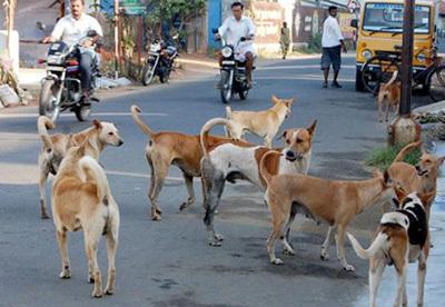 Public Distressed by Stray Dog Menace in Bengaluru, One Person Dies in Dog Attack