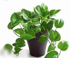 ಮನಿ ಪ್ಲಾಂಟ್‌ ನ ಮಹತ್ವವೇನು..?