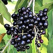 ಕರ್ನಾಟಕದ ಗಡಿ ದಾಟಿದ ನೇರಳೆ ಹಣ್ಣು..!