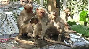 ಕೋತಿಗಳ ಕಾಟ ನಿಯಂತ್ರಣ ಮಾಡದ ಅರಣ್ಯ ಇಲಾಖೆ: ಗ್ರಾಮಸ್ಥರ ಆಕ್ರೋಶ