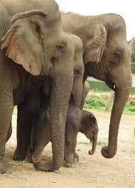 Historic Journey of Elephants from Bannerghatta to Japan: A New Chapter in Wildlife Conservation  wildlife conservation methods  animal welfare laws