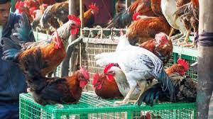 Protesters Hold Up Roosters and Chickens to Oppose Meat Ban by Civic Body in Thane District..!