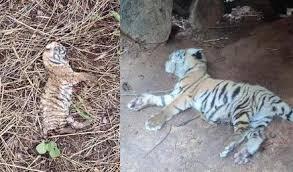 Ongoing Wildlife Deaths in Cauvery Wildlife Sanctuary: Urgent Conservation Measures Needed..!