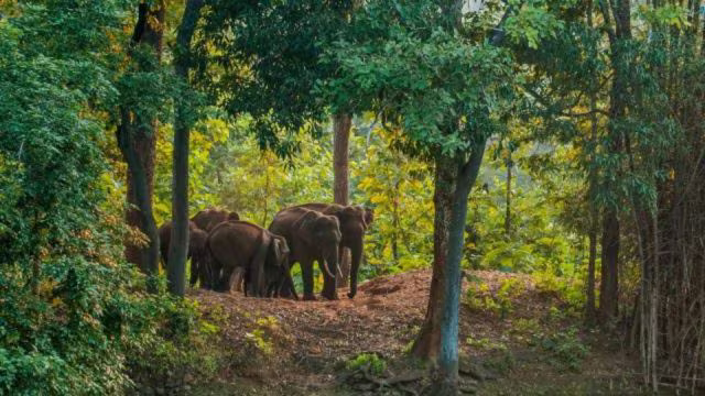 Wildlife Movement Increases During Monsoon, Two Killed in Elephant Attack in Chikkamagaluru
