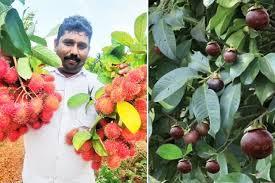 ಹಣ್ಣುಗಳ ರಾಣಿ ಯಾವ ಹಣ್ಣು ಗೊತ್ತಾ?