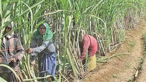 ನಟ ಮಡೆನೂರು ಮನುಗೆ ಜಾಮೀನು ಮಂಜೂರು