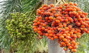  ಜೀವನಕ್ಕೆ ಆಸರೆಯಾದ ಅಡಿಕೆ ಬೆಳೆ