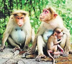 ಹುಲಿಗಳ ಮಾರಣಹೋಮ ನಂತರ ಈಗ ಕೋತಿಗಳ ಸರದಿ