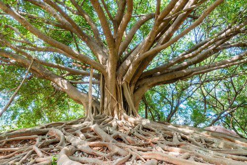Banyan Tree: A Symbol of Sanctity and the Vital Force of Nature.
