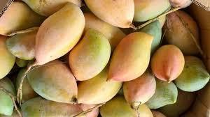 ತೋತಾಪುರಿ ಮಾವಿಗೆ ₹1,616 ಬೆಂಬಲ ಬೆಲೆ: ಮಾವು ಬೆಲೆ ಕುಸಿತಕ್ಕೆ ಪರಿಹಾರ.. 2.5 ಲಕ್ಷ ಟನ್ ತೋತಾಪುರಿಗೆ MIP ಘೋಷಣೆ!